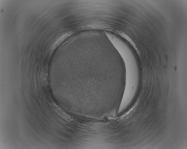 X0000065260930200603031825