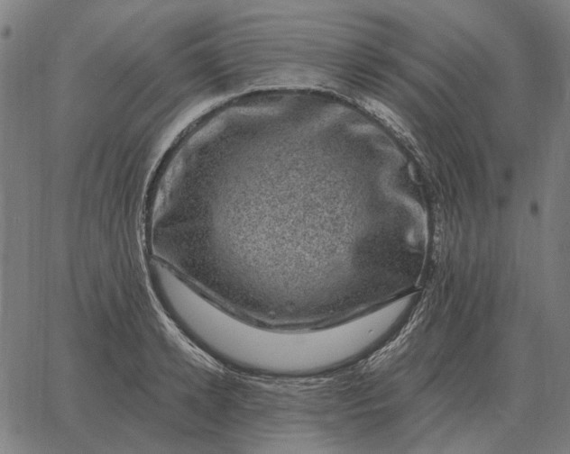 X0000065260942200603031825