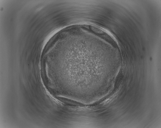 X0000065260951200603031825