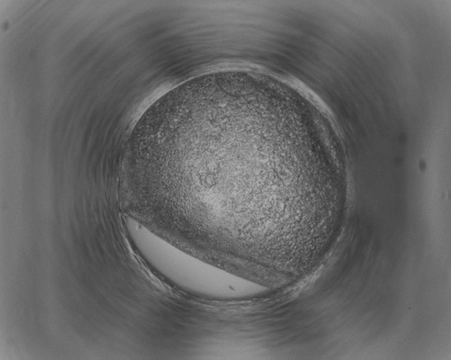 X0000065260953200603031825