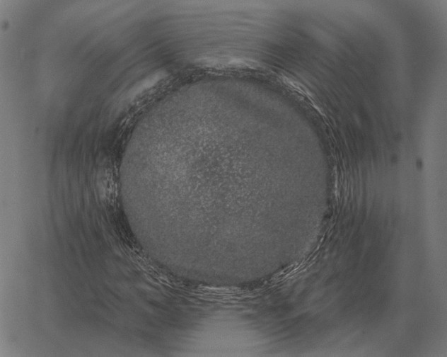 X0000065260966200603031824