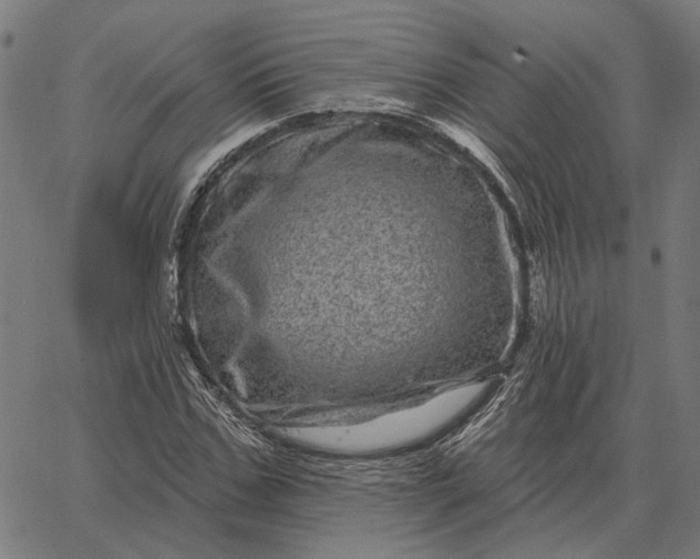 X0000065260971200603031824