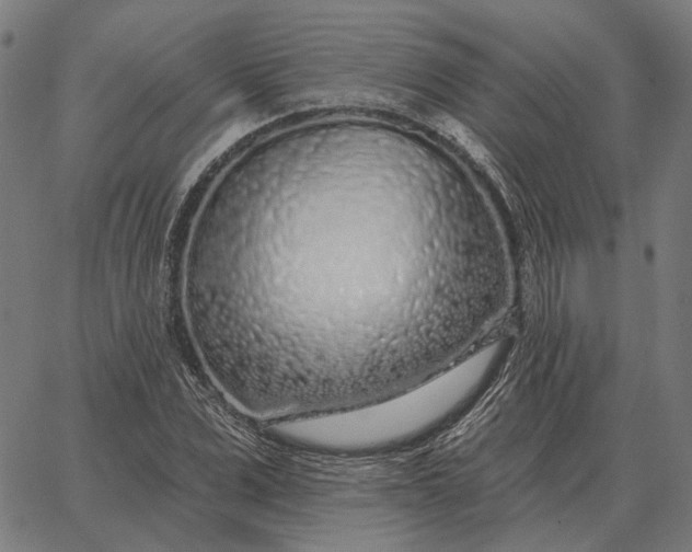 X0000065260975200603031824