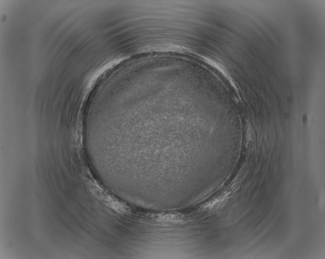 X0000065260979200603031824