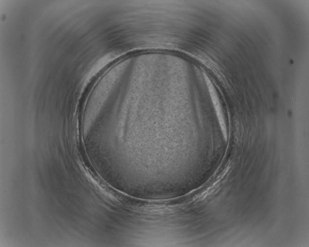 X0000065260982200603031824