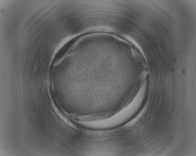 X0000065260989200603031824