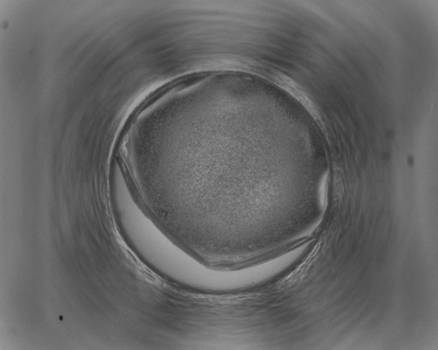 X0000065260996200603031824