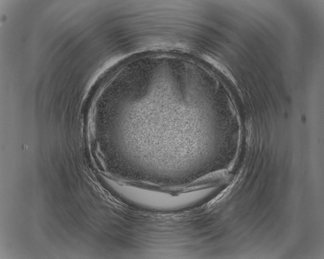 X0000065261021200603031823