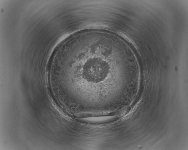 X0000065261029200603031823