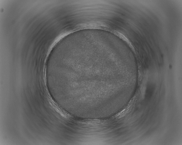 X0000065261035200603031823