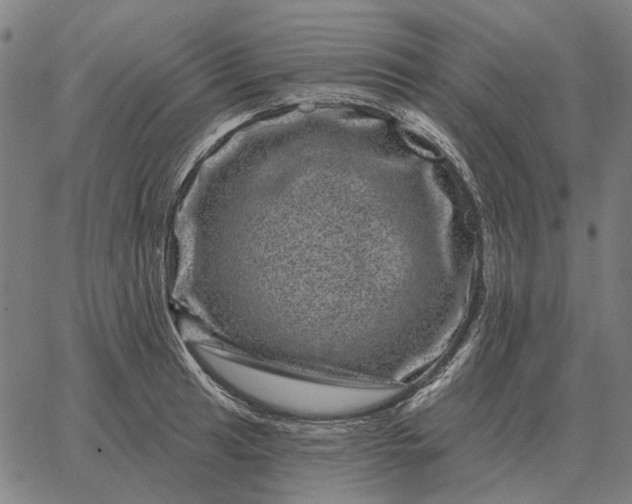 X0000065261041200603031823