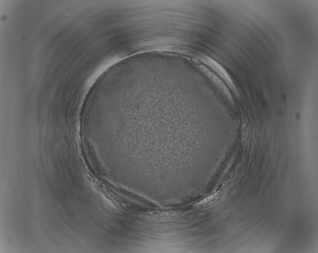 X0000065261051200603031824