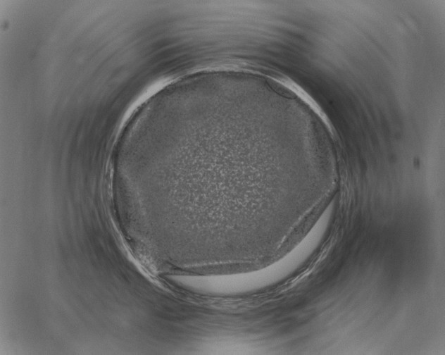 X0000065261053200603031824