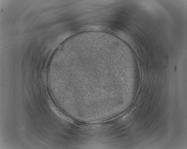 X0000065261090200603031822