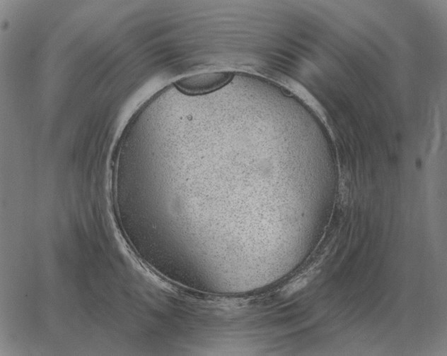 X0000065261096200603031822