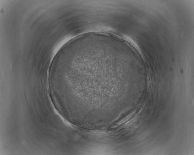 X0000065261103200603031822