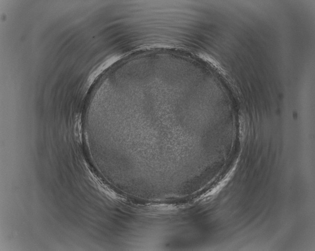 X0000065261113200603031821