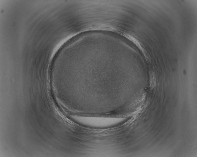 X0000065261120200603031822