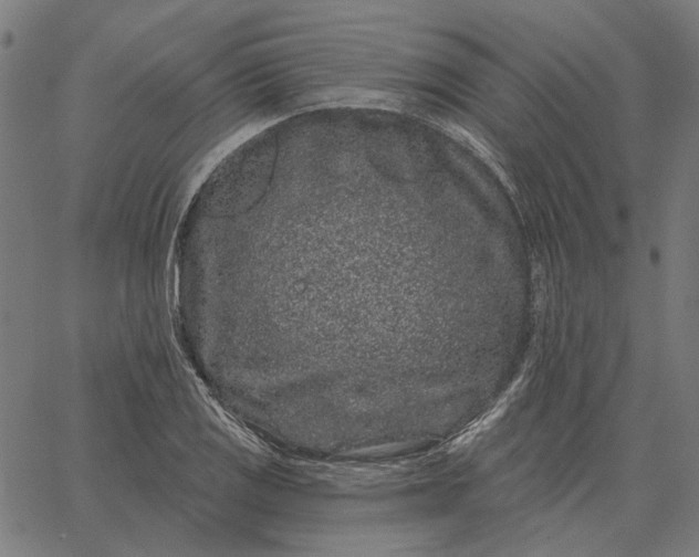 X0000065261125200603031822