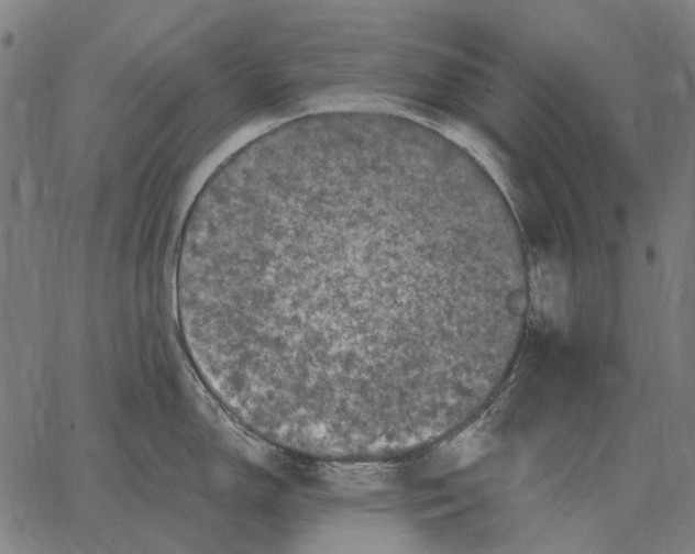 X0000065261150200603031822