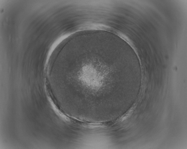 X0000065261152200603031822