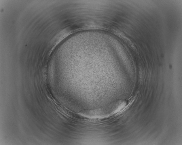 X0000065261170200603031821