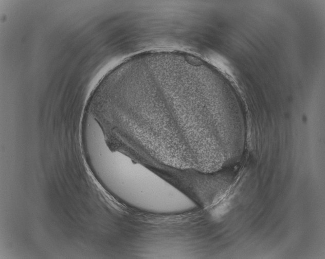 X0000065261183200603031821