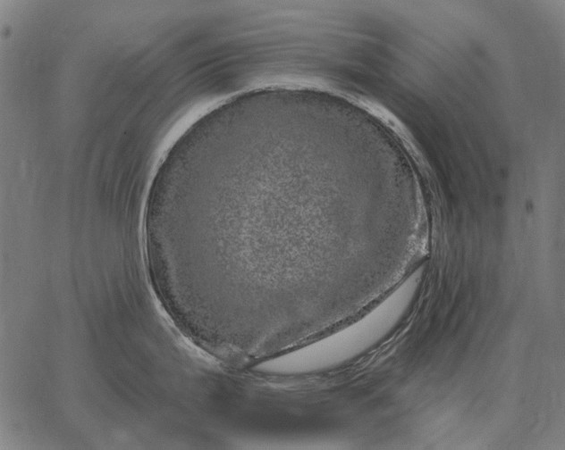 X0000065261199200603031821