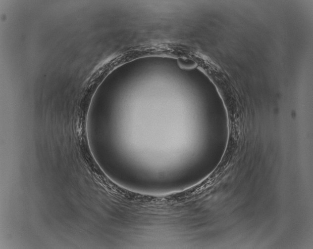 X0000065261206200603031820