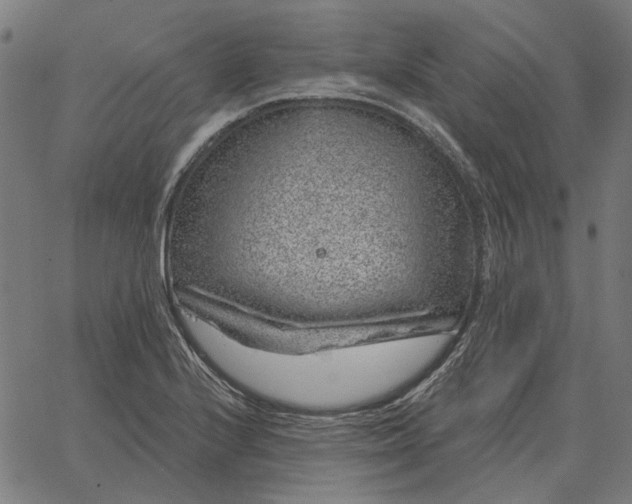 X0000065261224200603031820