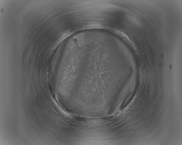 X0000065261225200603031820