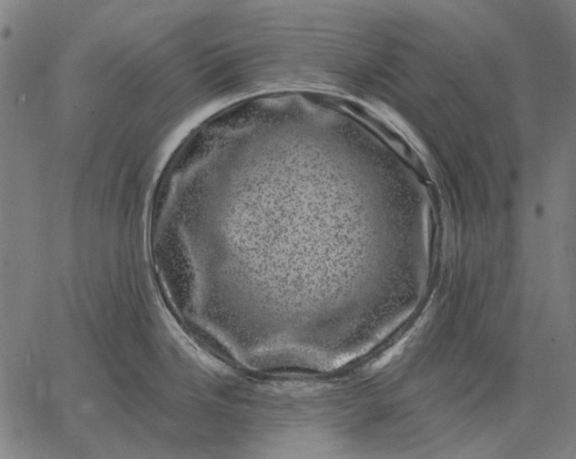 X0000065261246200603031820