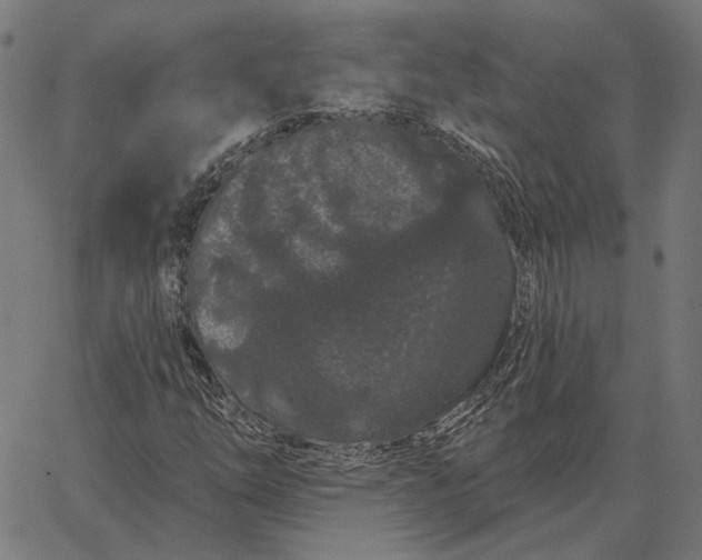 X0000065261254200603031820