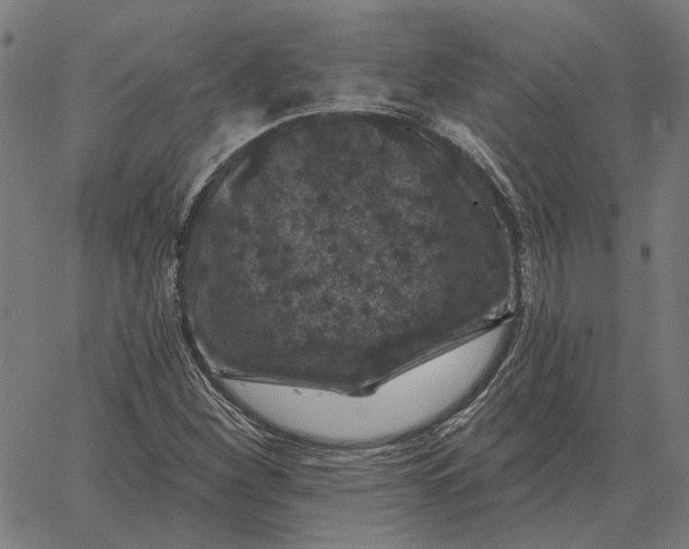 X0000065261260200603031820