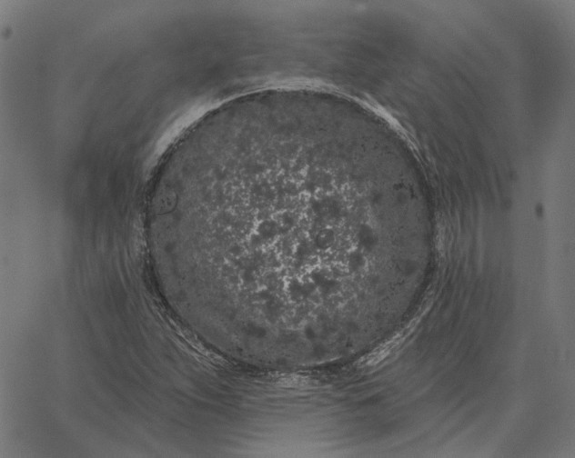 X0000065261263200603031820