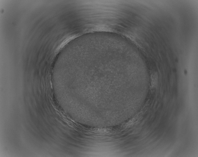 X0000065261266200603031819