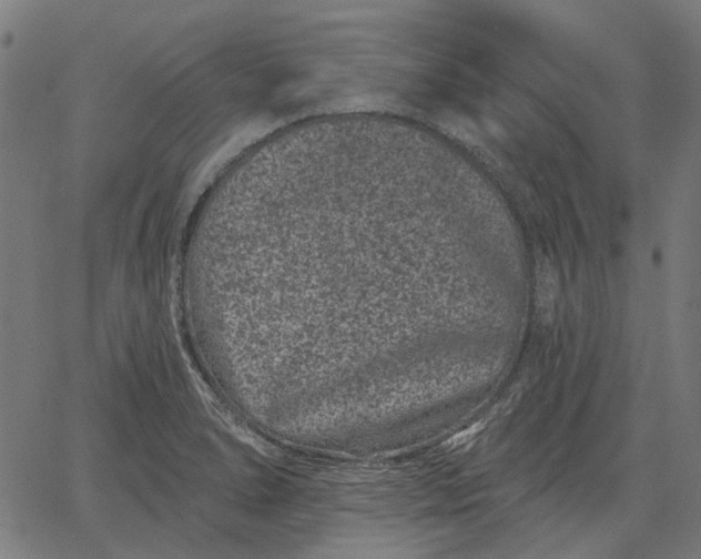 X0000065261278200603031819