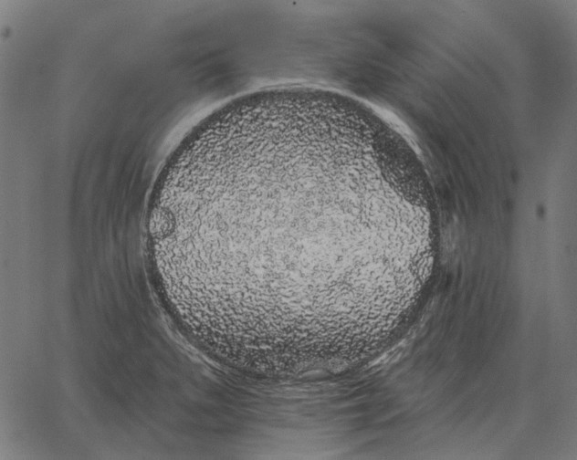 X0000065261279200603031819