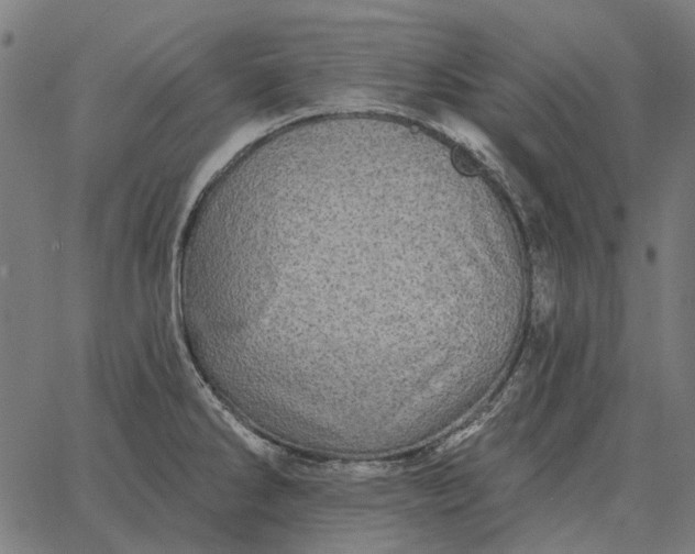 X0000065261286200603031819