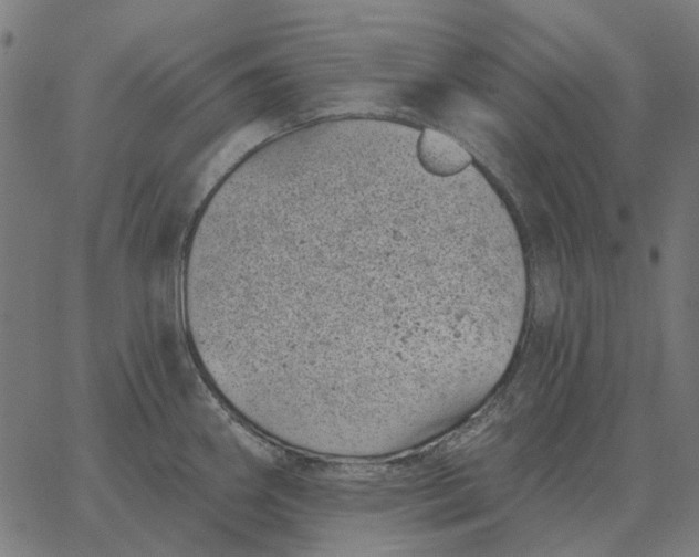 X0000065261290200603031819