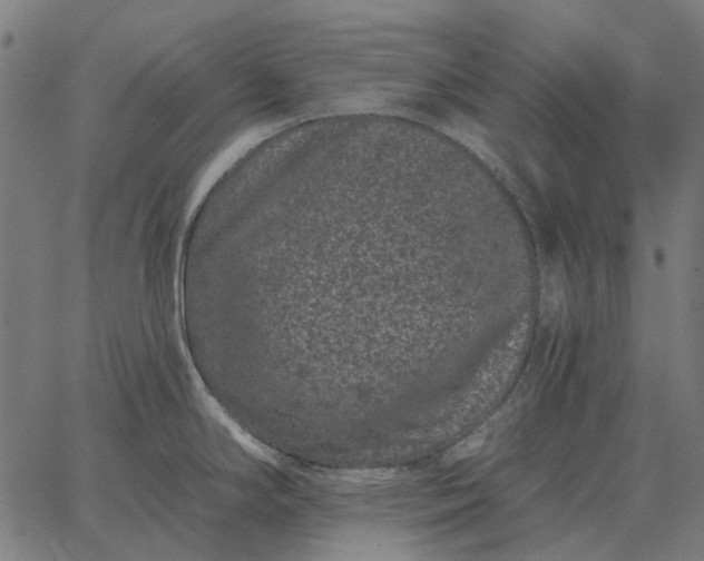 X0000065261294200603031819