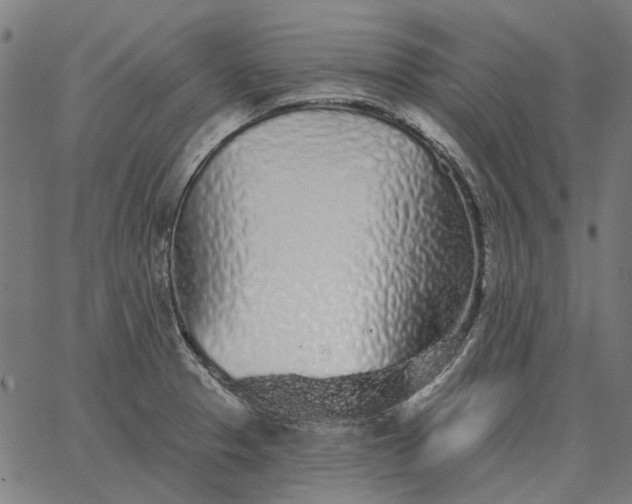 X0000065261329200603031819