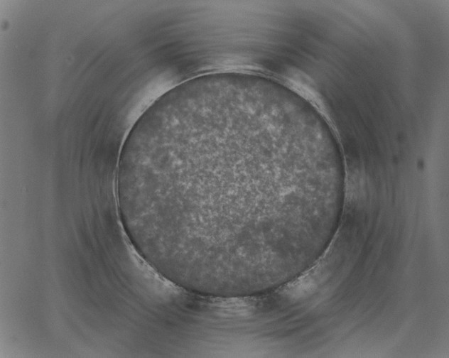 X0000065261338200603031819