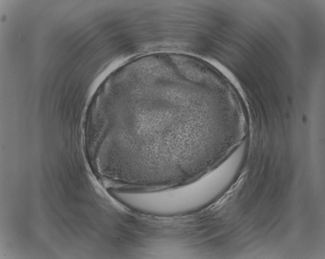 X0000065261341200603031819