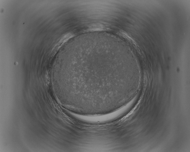 X0000065261353200603031818