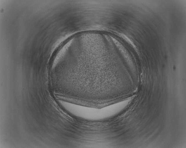 X0000065261364200603031818