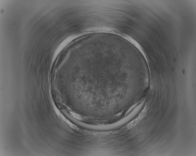 X0000065261389200603031817