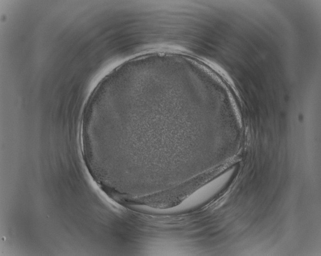 X0000065261391200603031817