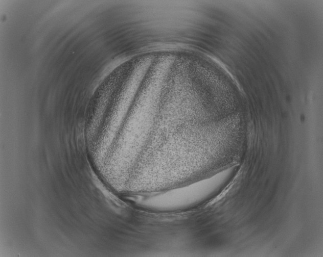 X0000065261417200603031817