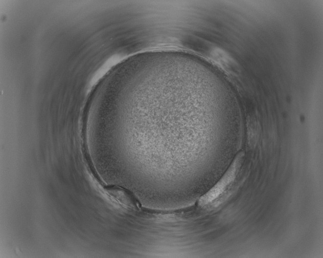 X0000065261422200603031817